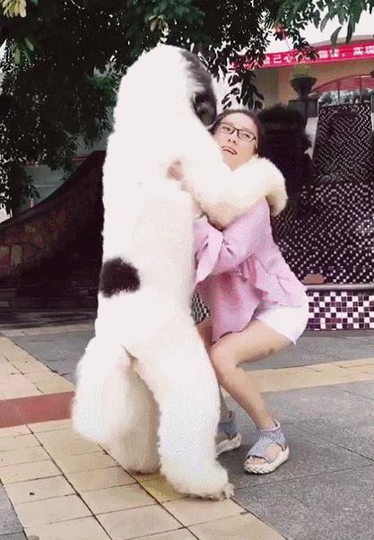 巨型贵宾饲养技巧,怎样饲养贵宾狗