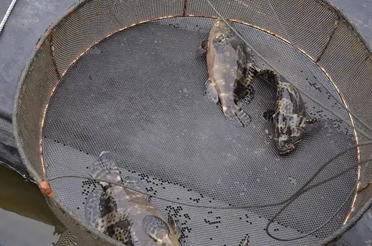 石斑鱼苗黑身原因及处理,石斑鱼苗为什么会凹头