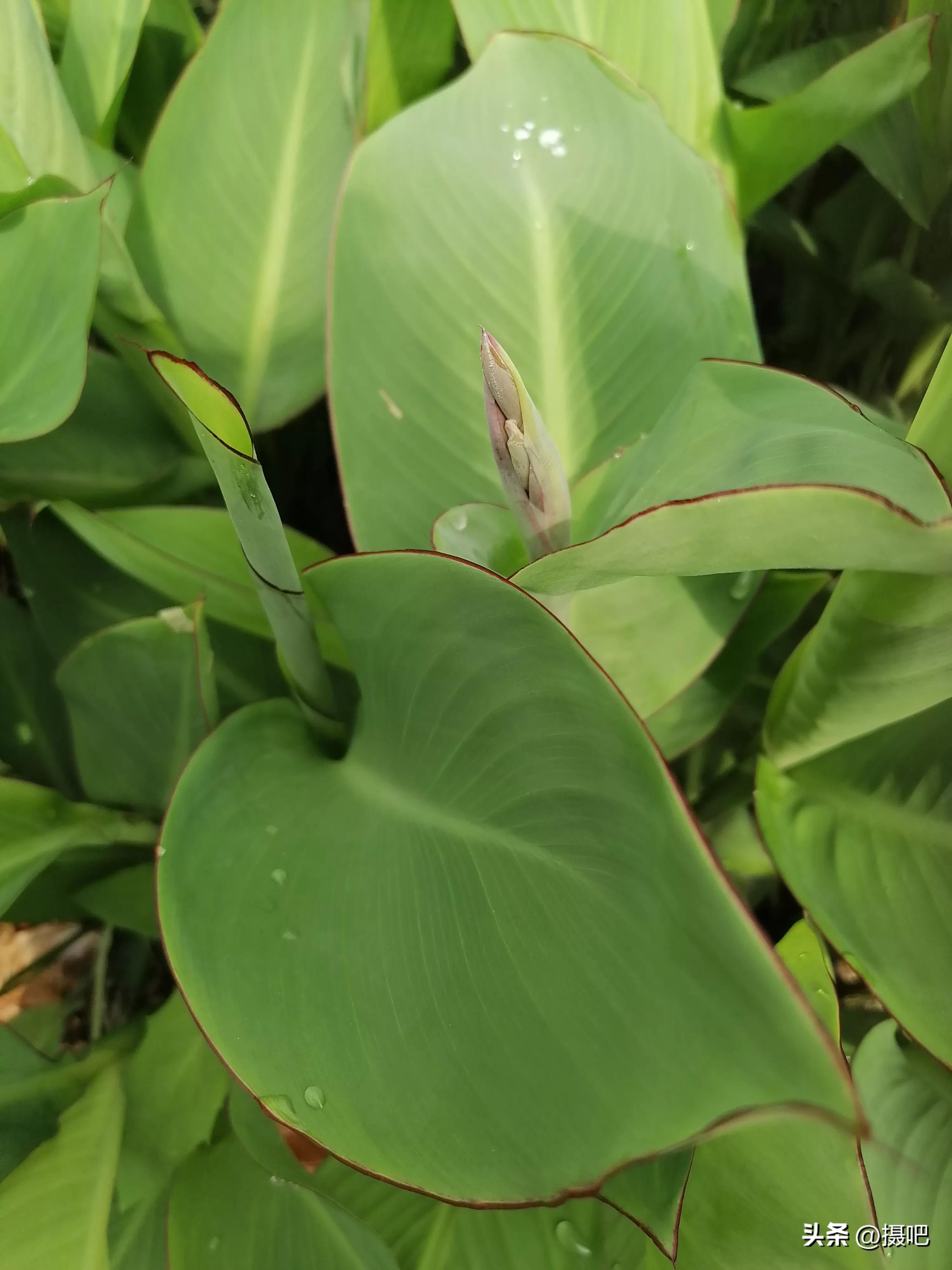 特大新鲜粽叶,大粽叶长在什么地方