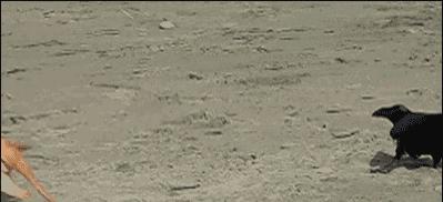 女孩救下一只差点被货车撞死的猫,小女孩救下乌鸦被夺走眼睛