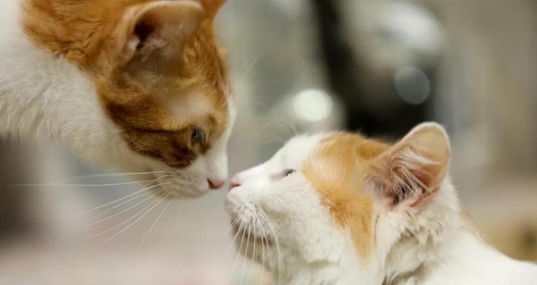 为什么猫咪交配时，公猫要死死咬住母猫的后颈？母猫的声音太凄惨