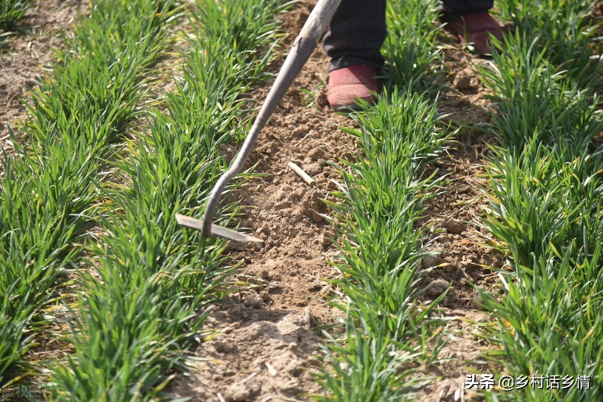 高温如何种植花卉蔬菜呢,夏季高温如何种植蔬菜
