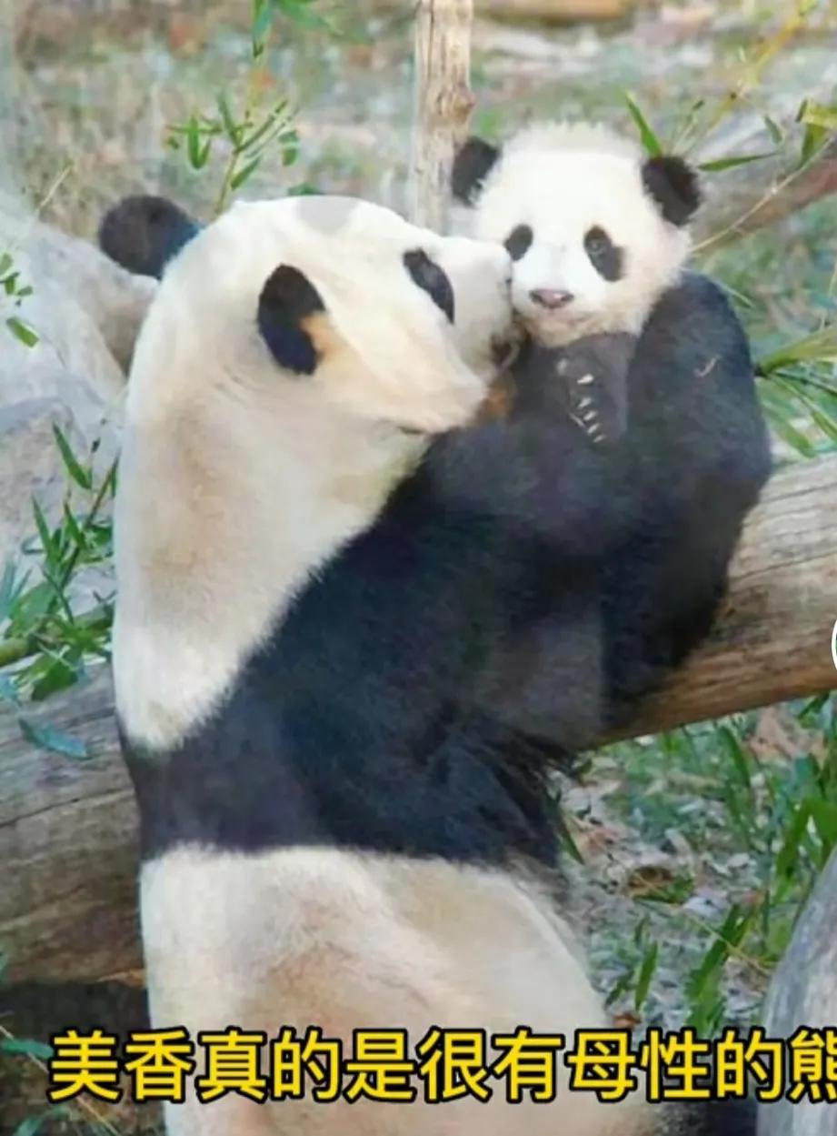 熊猫界几大家族,熊猫的种类有多少种