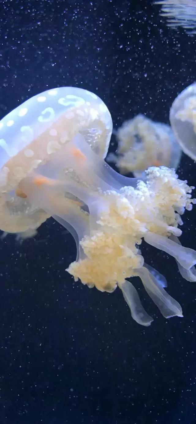 海底世界高清大图壁纸,手机动态海底世界鱼壁纸