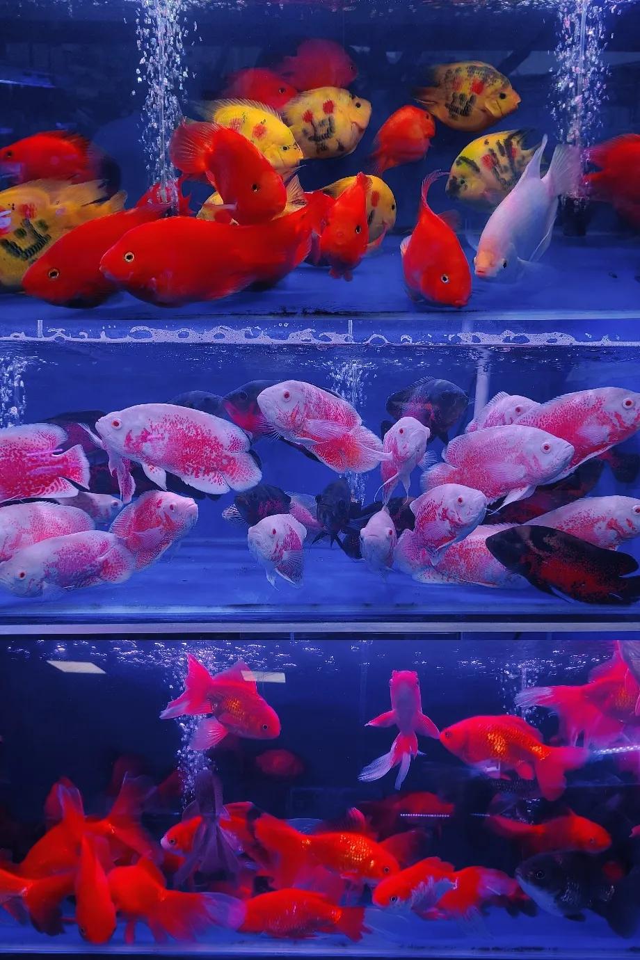 广西花鸟市场和南宁花鸟市场,广西平果花鸟市场在哪里