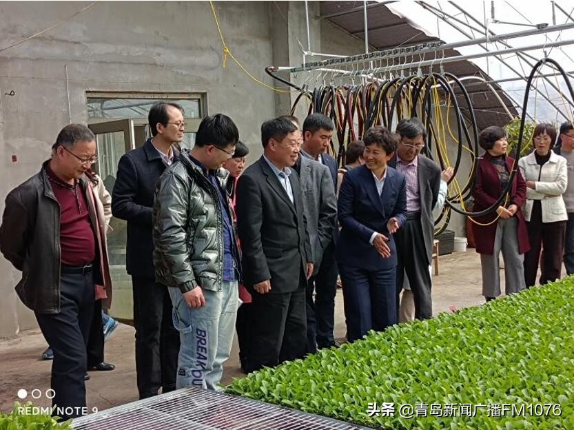 姜波：靠种菜带领乡亲致富的理事长