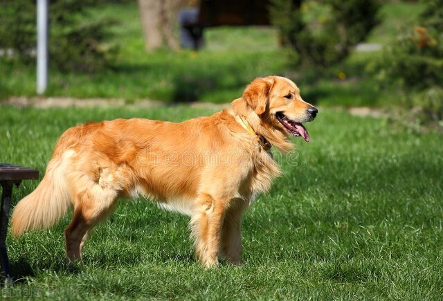 出生20天的小狗呕吐要如何治疗,小狗吐奶吐的厉害怎么办