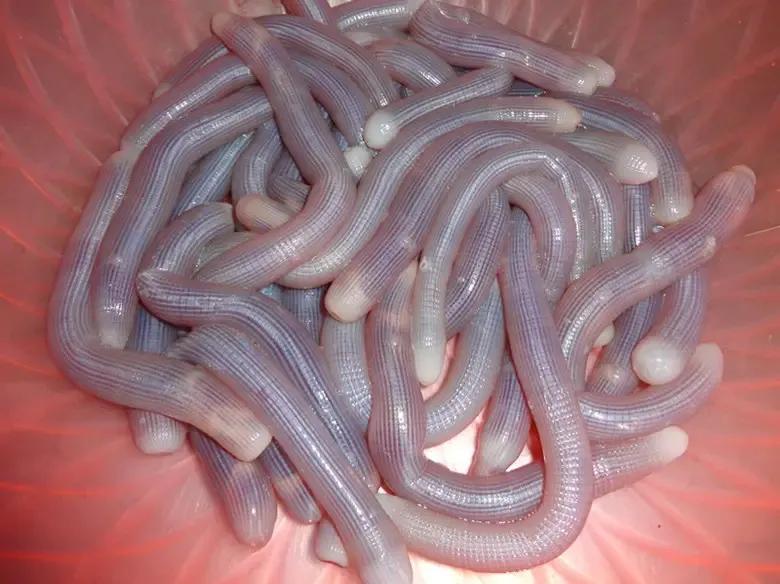 沙滩中的动物,沙滩底下的常见物种