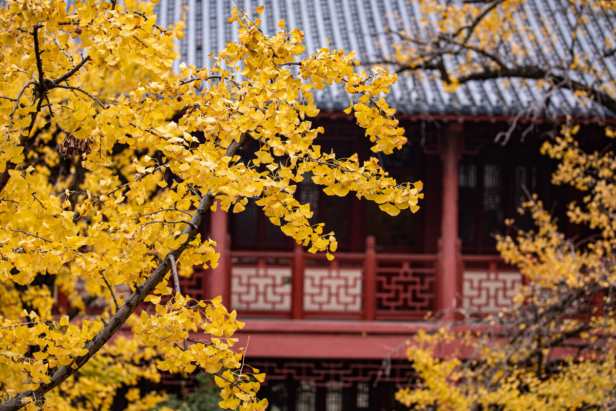 一秒沦陷！南京8个绝美古风地，刻在骨子里的浪漫，重回金陵盛世