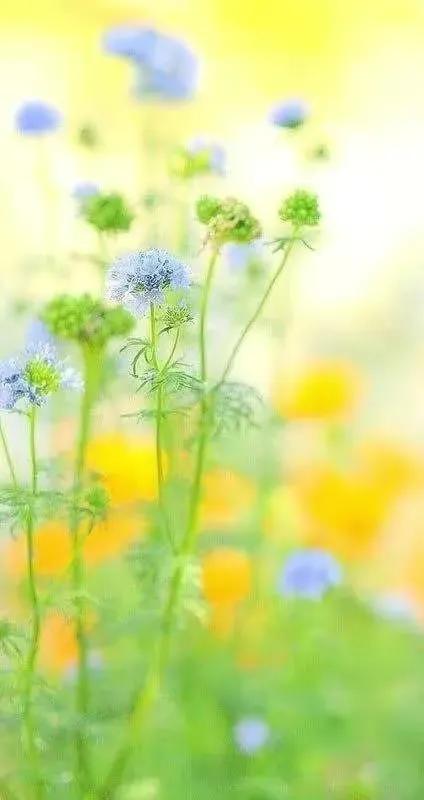 顶级绝美花朵壁纸娇艳欲滴的玫瑰,华为手机壁纸高清全面屏唯美花朵