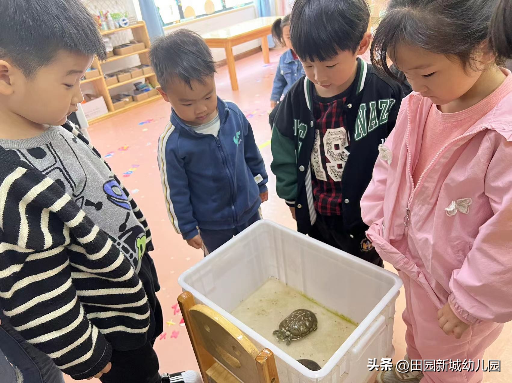 课程故事乌龟大班,嗨小鸭课程故事