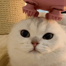 猫咪中暑了怎么办,猫咪中暑怎么快速缓解