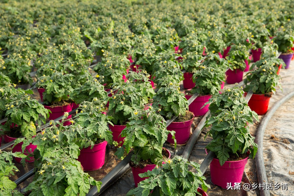 酵素种植的配方和发酵过程,神奇的酵素怎么做