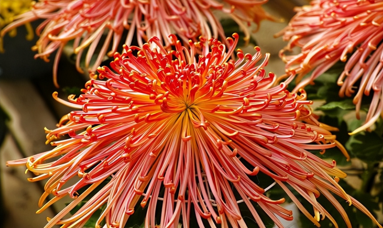 爱干净的人应该养什么动物,家中千万别养这8种毒花