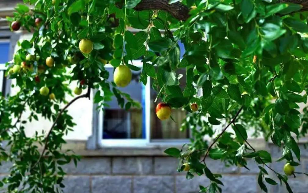 庭院种8棵树风水寓意,8种院子树
