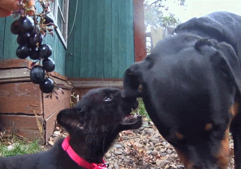 胆子大的猛犬,胆子小的猛犬