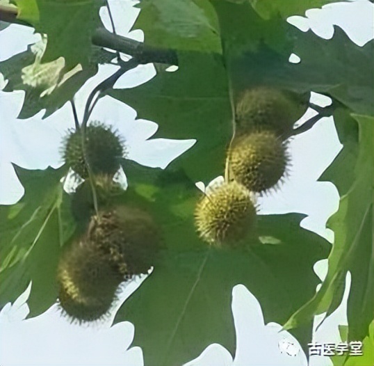 顽固性的荨麻疹一味中药就化解,顽固性荨麻疹中医方剂