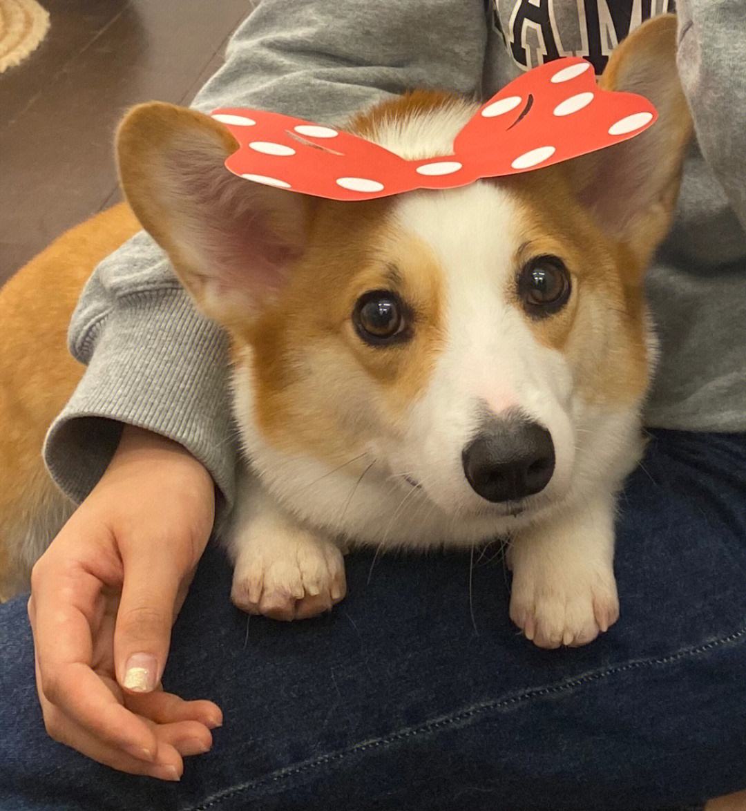 柯基为什么受欢迎,柯基为什么不受欢迎