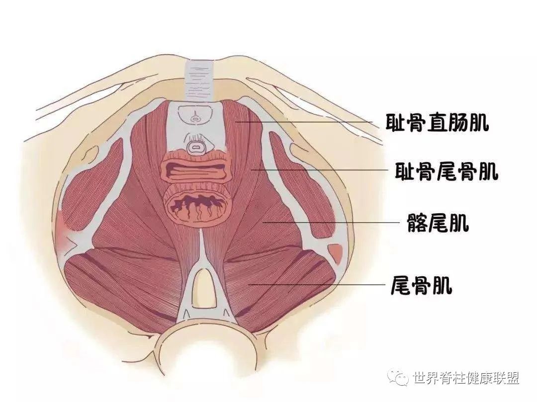 “啪啪啪”的玄机,原来在这块肌肉上