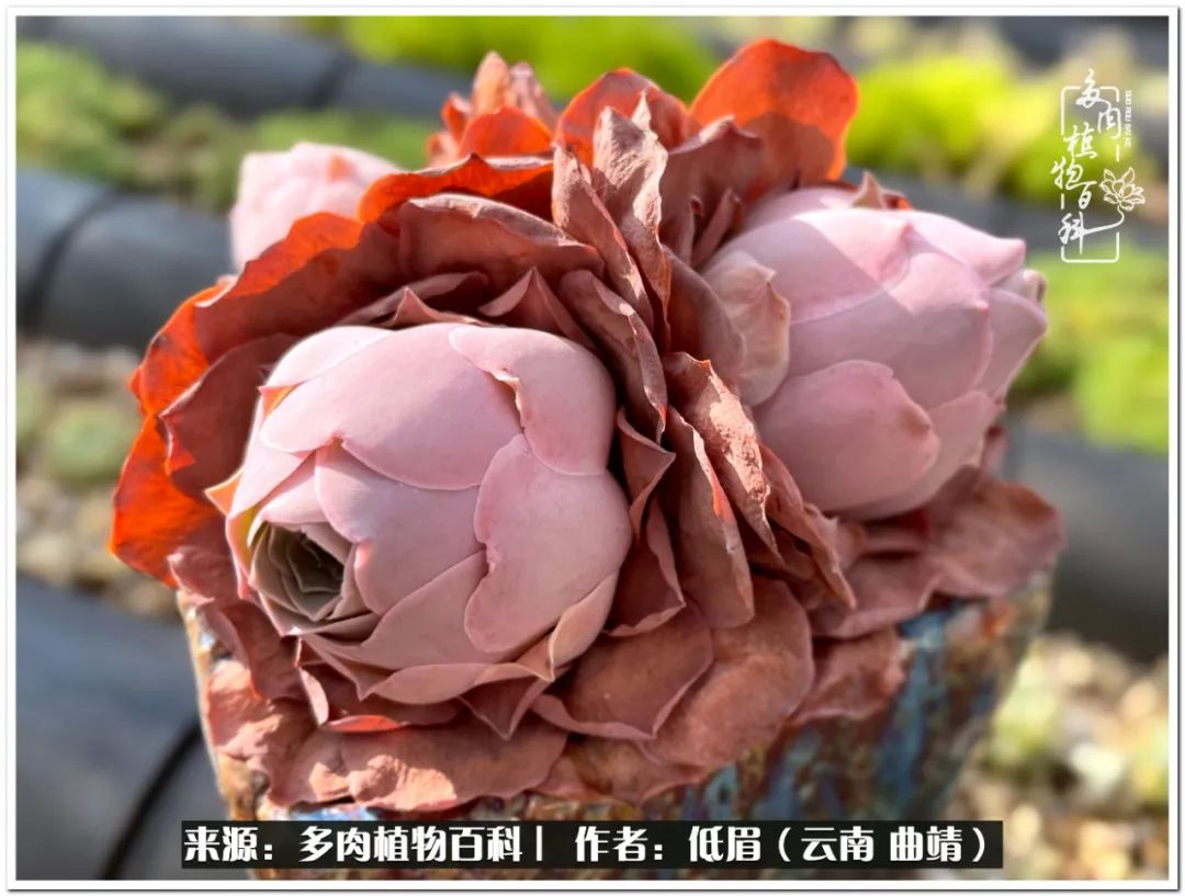 养了8年的多肉,养了七年多肉