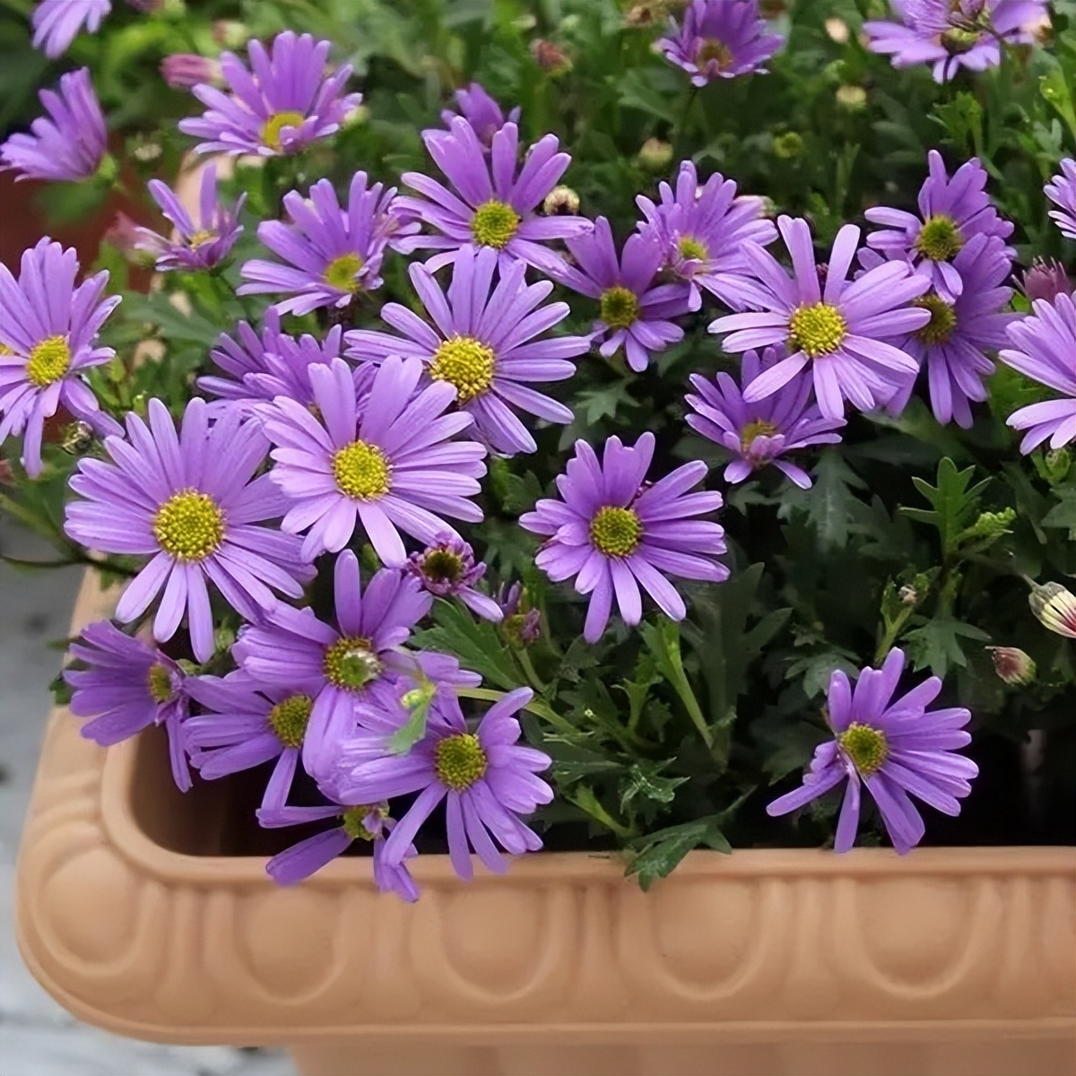 10月份养花注意什么,10月养栀子花