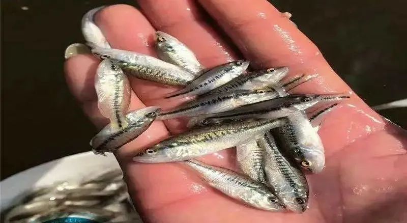 加州鲈水花咬尾怎么办,加州鲈白嘴白尾的处理办法