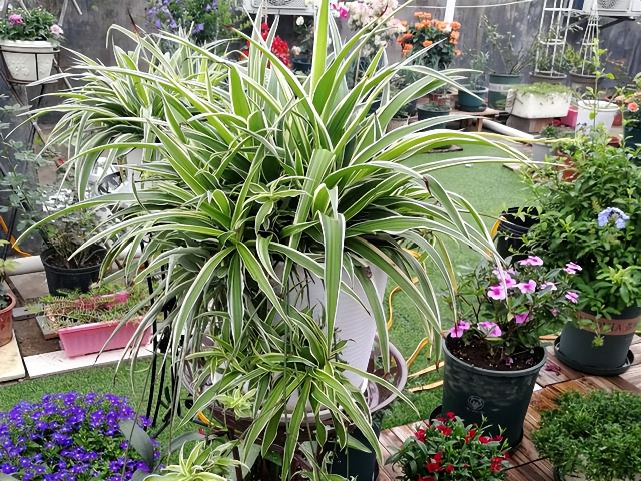 多肉植物能够吸附甲醛,多肉植物有吸甲醛功效吗