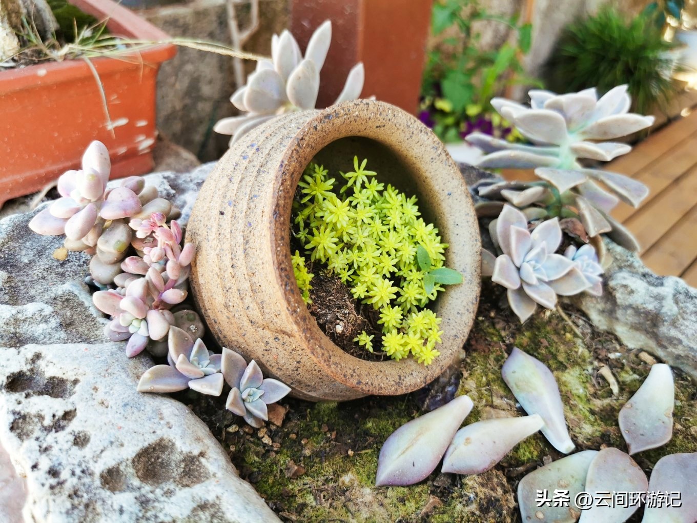 「流离在核酸检测时代的旅行」(普者黑）