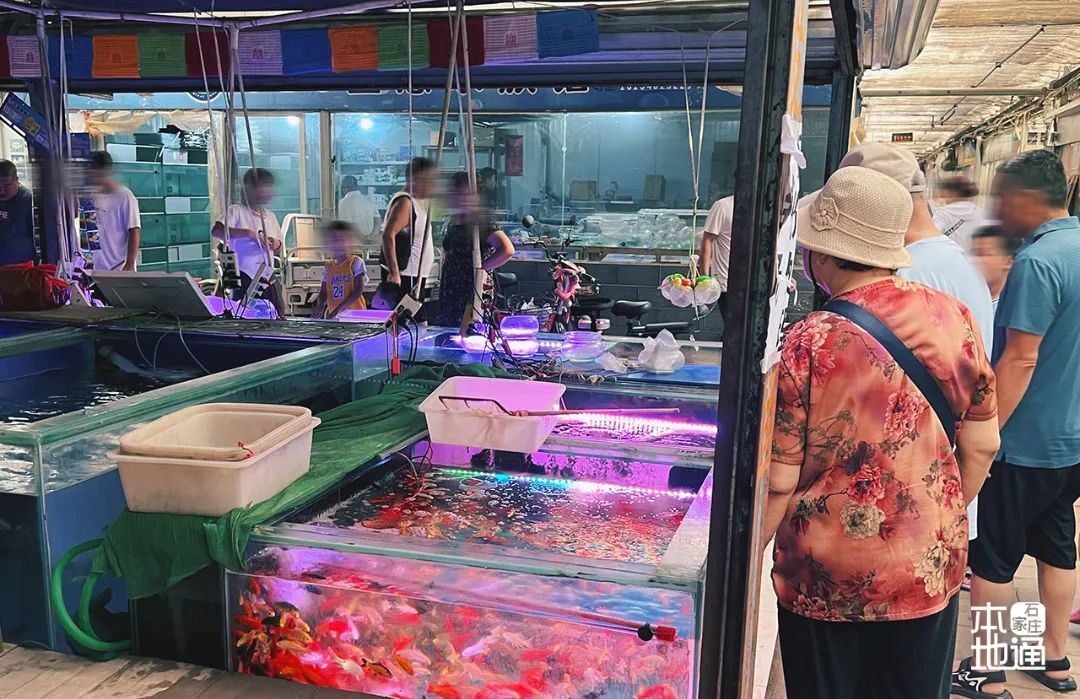 石家庄哪个花卉市场要拆,石家庄最好的花卉市场搬哪里去了