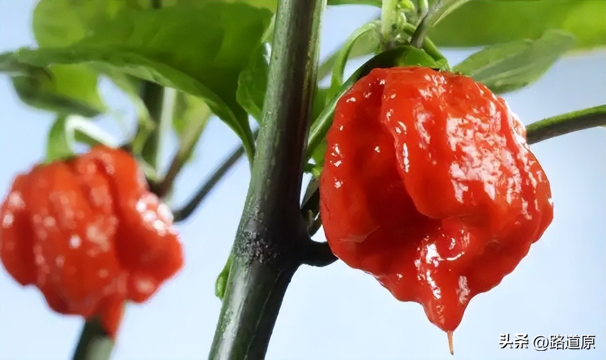辣死一头牛的辣椒,挑战吃最辣的五种辣椒