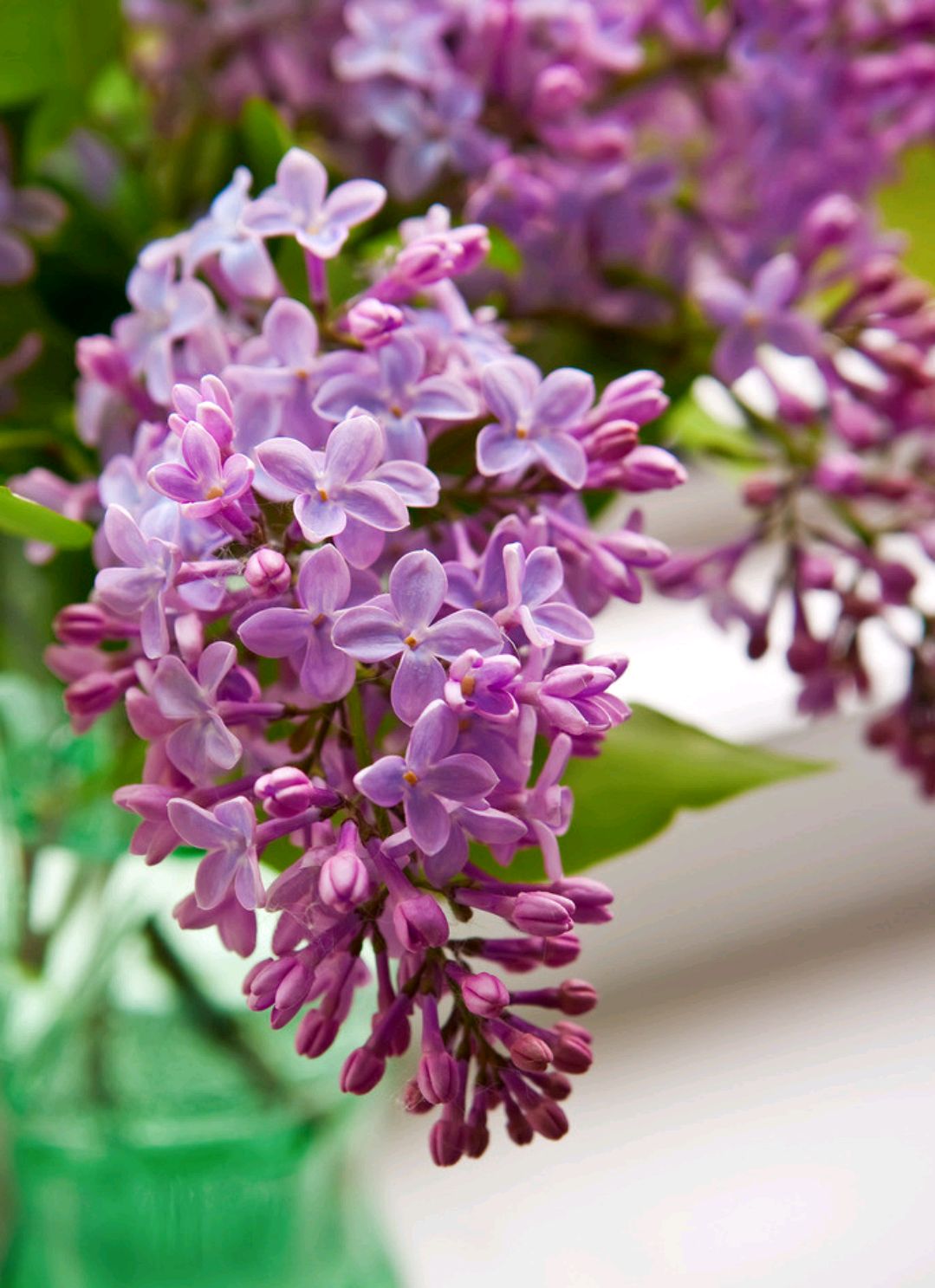 适合春季赏花的花,视觉盛宴五种赏花名花供您选择