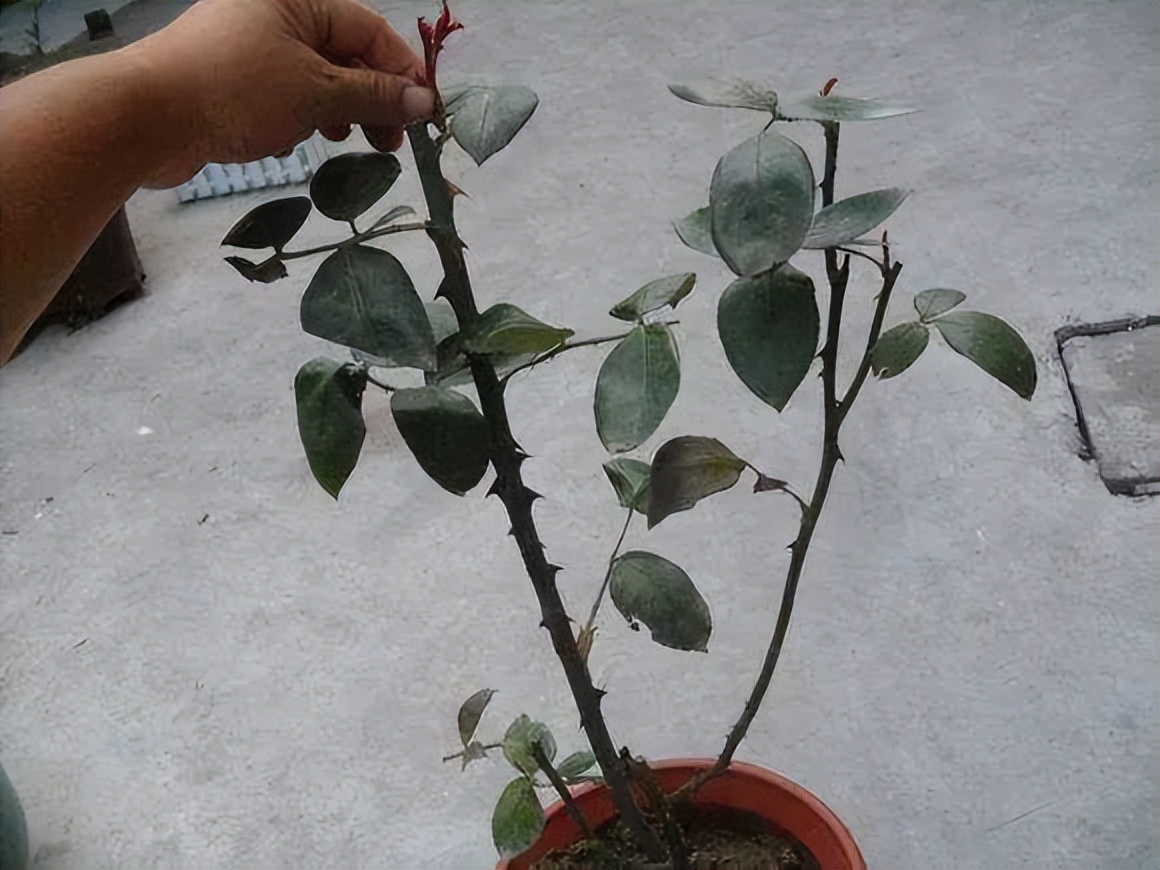 养花黄叶必须用剪刀剪吗,养花开花前怎么修剪