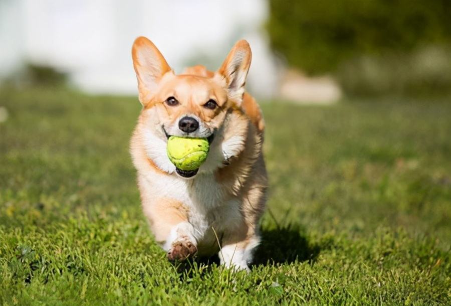 养柯基犬需要注意什么问题,日常饲养柯基犬的6大经验总结