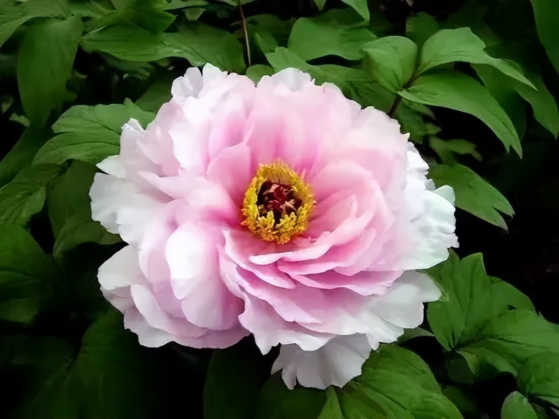 国色天香牡丹花魏紫,国色天香魏紫