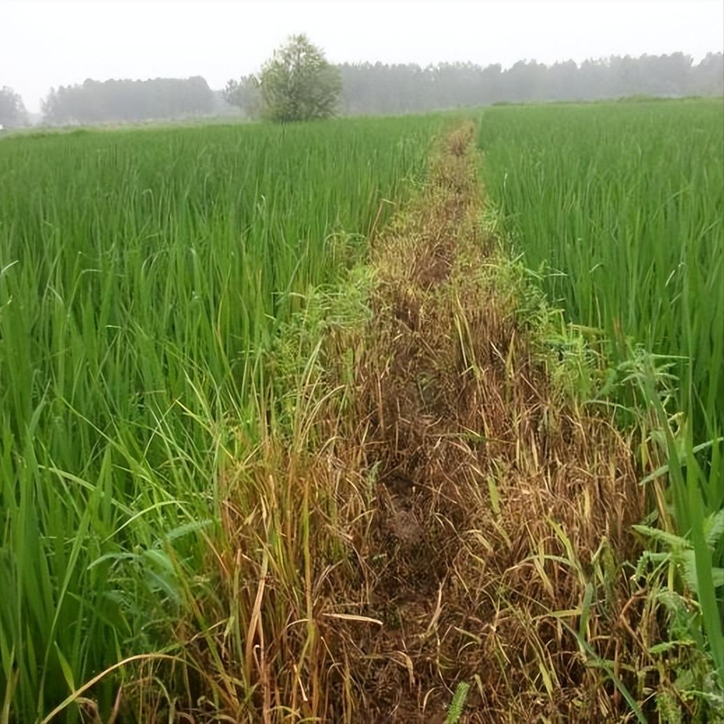 百草枯有多么可怕?让你有足够的时间后悔,却不给你机会活命