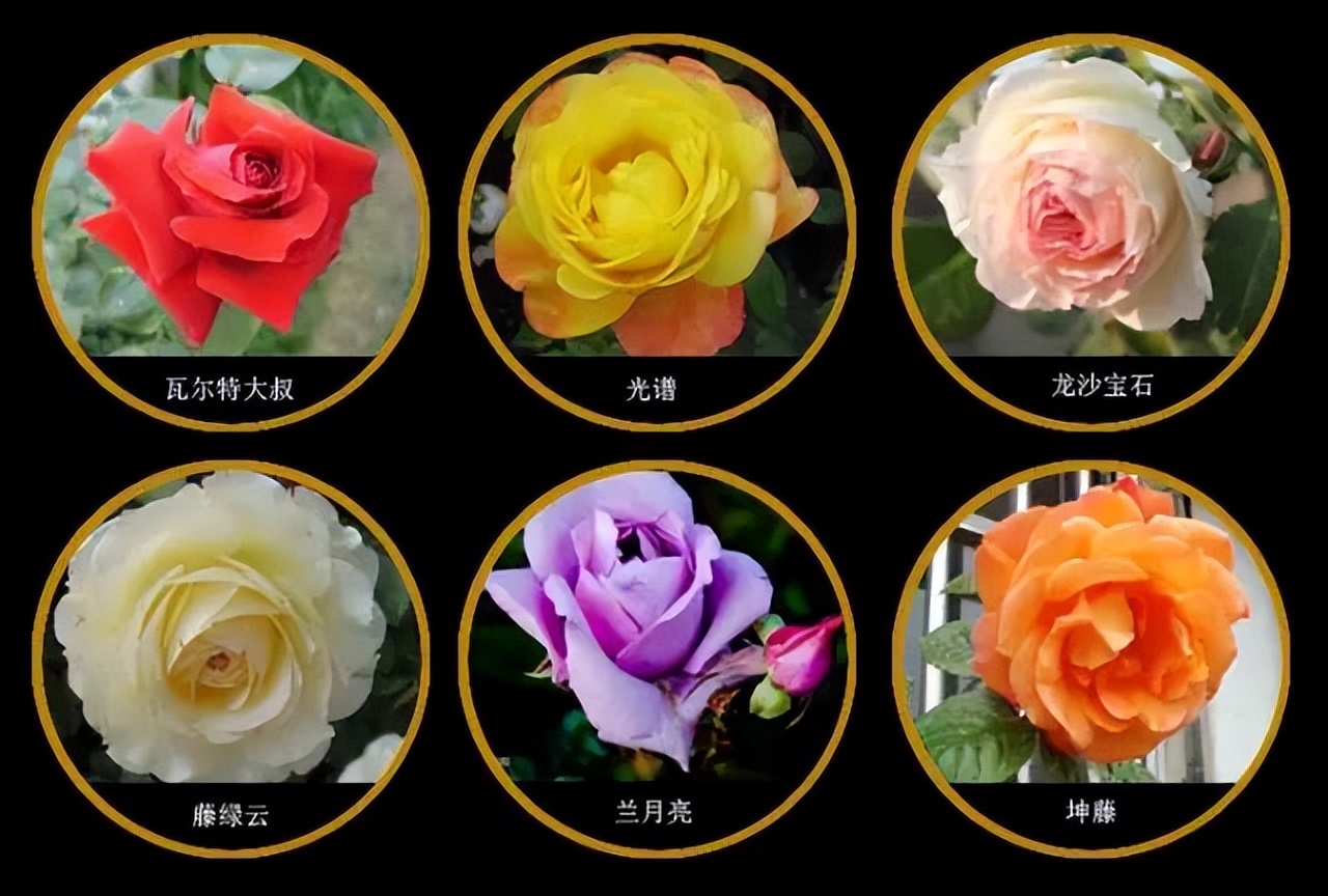 中国传统十大名花排名及文化内涵,中国十大名花惊艳世界