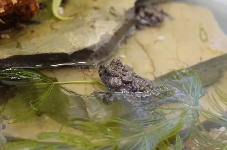 「原来欧洲有这么多种蛇？！」偷师卡塞尔的豢龙大师·下