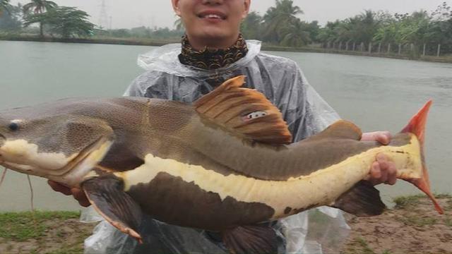 烤鱼店一条鱼突然发出猫叫声,烤鱼店一条鱼突然发出猫叫