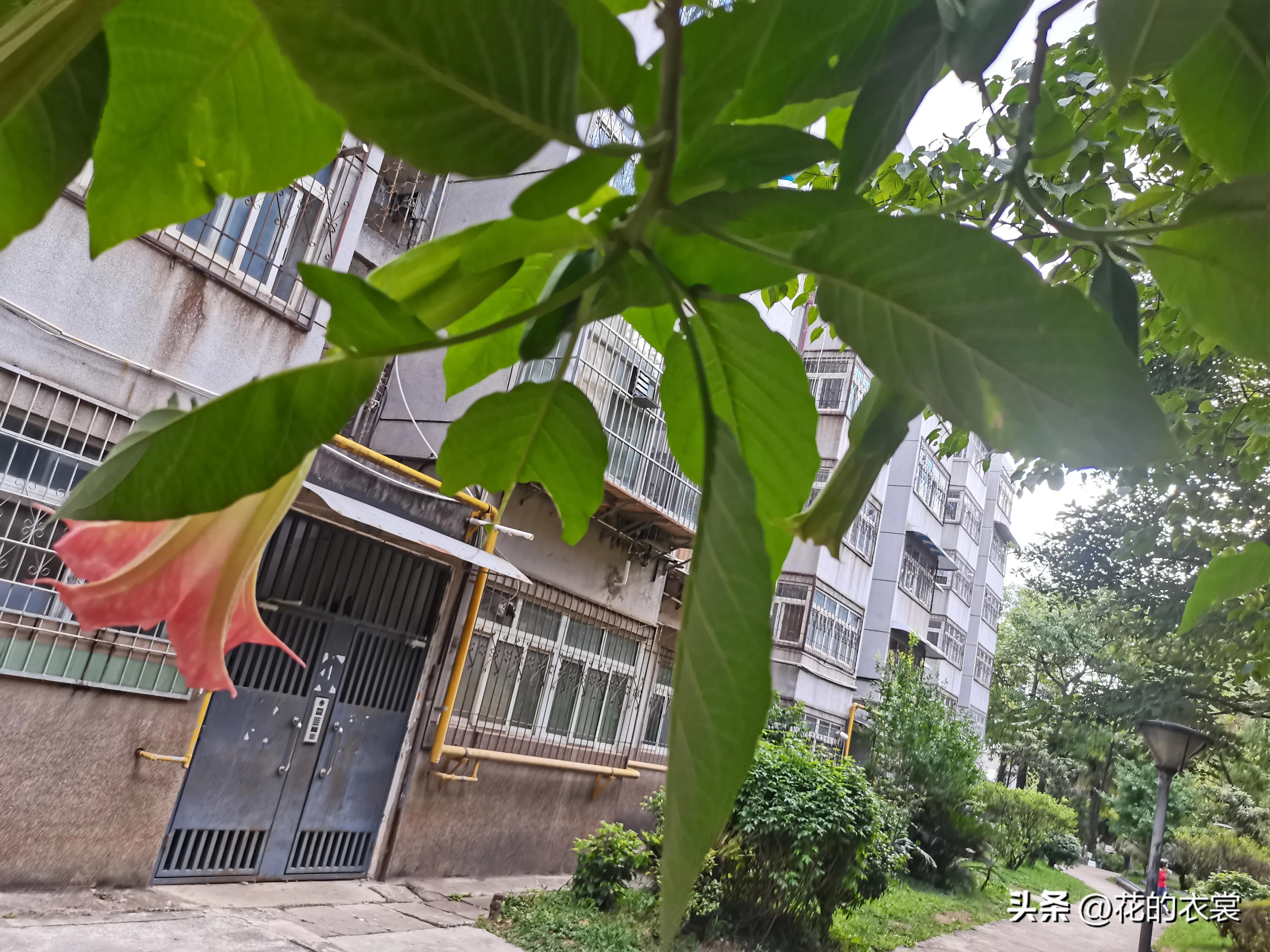 曼陀罗的果实是哪样的,曼陀罗的果子像什么样