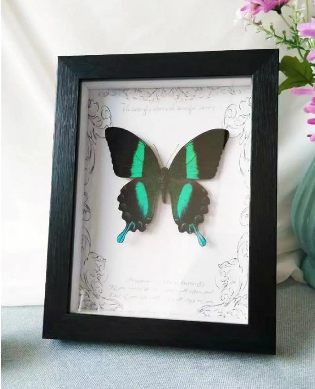 蝴蝶标本制作过程最简单,蝴蝶标本制作流程表