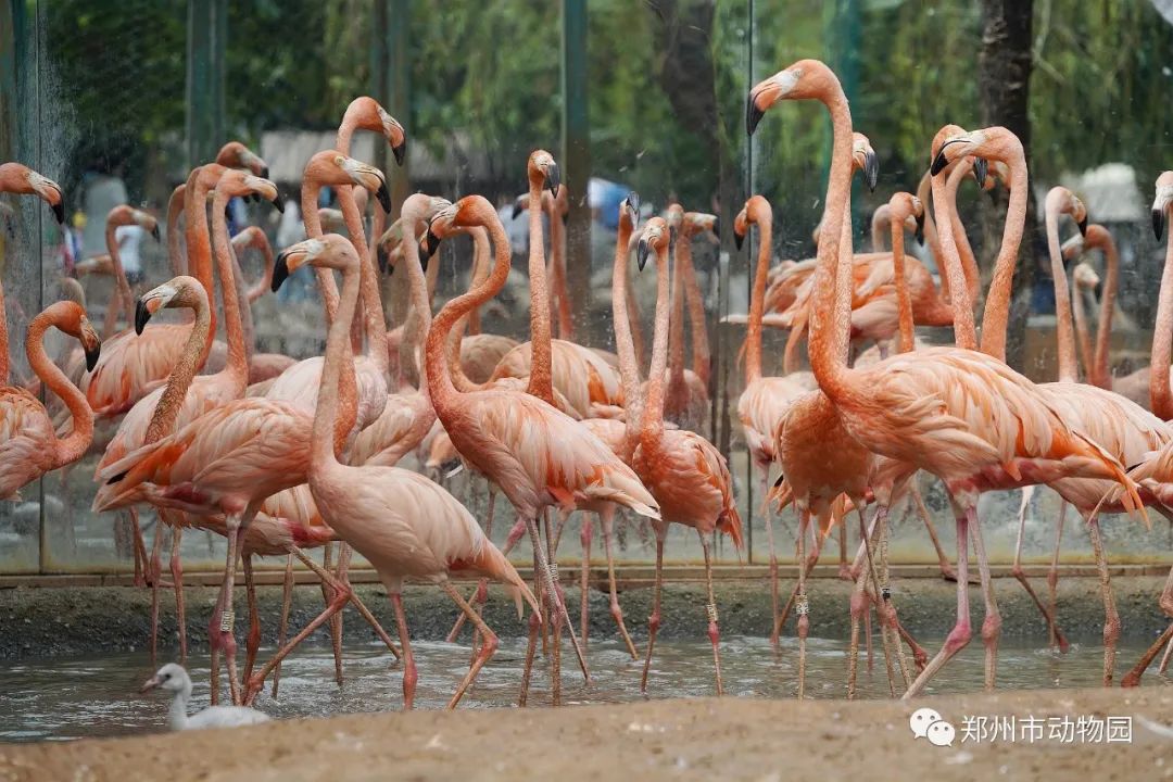 元宵节晚上郑州游玩攻略,郑州元宵节赏灯攻略