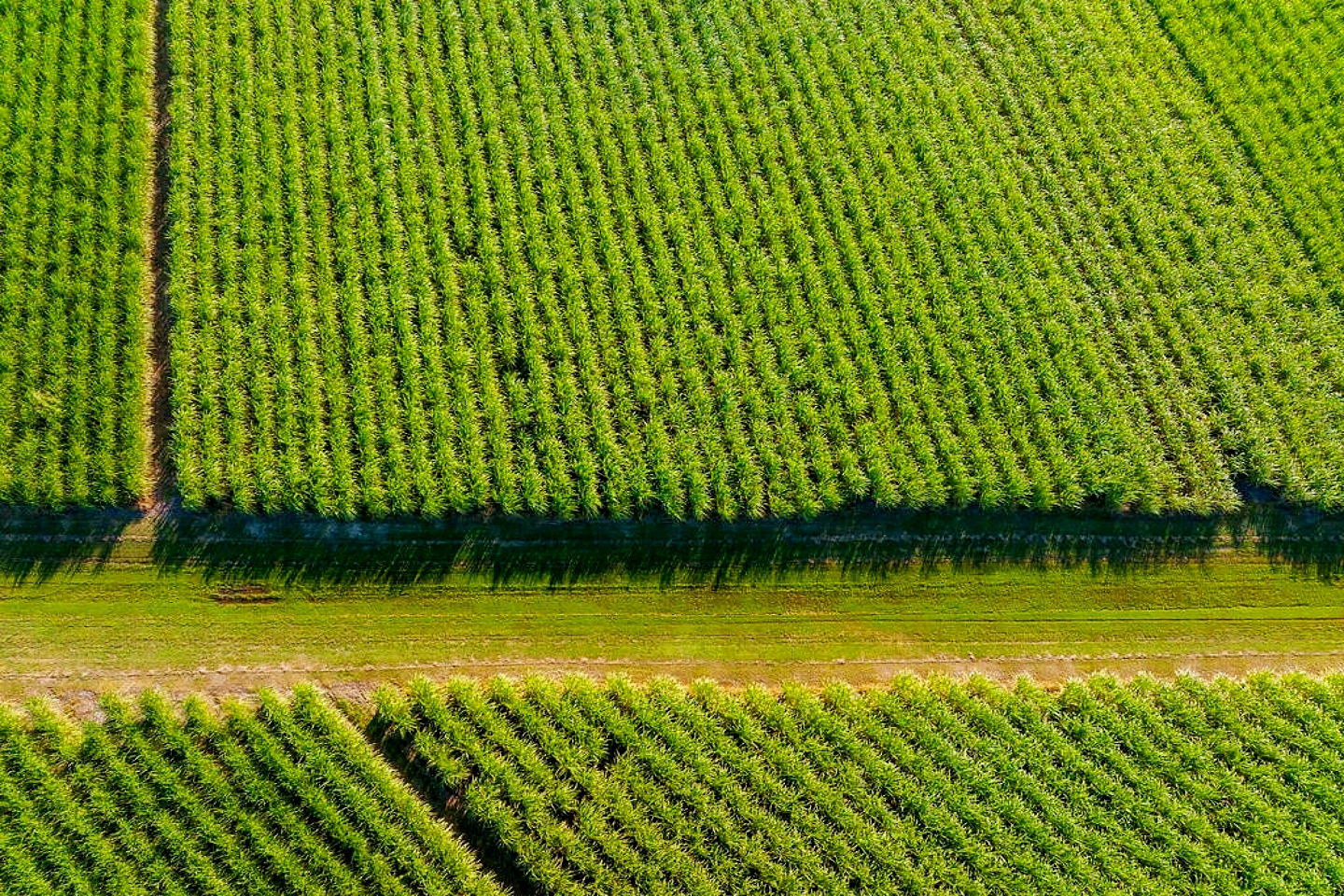 舌尖上的甜蜜史，广西的甘蔗产业有多强？