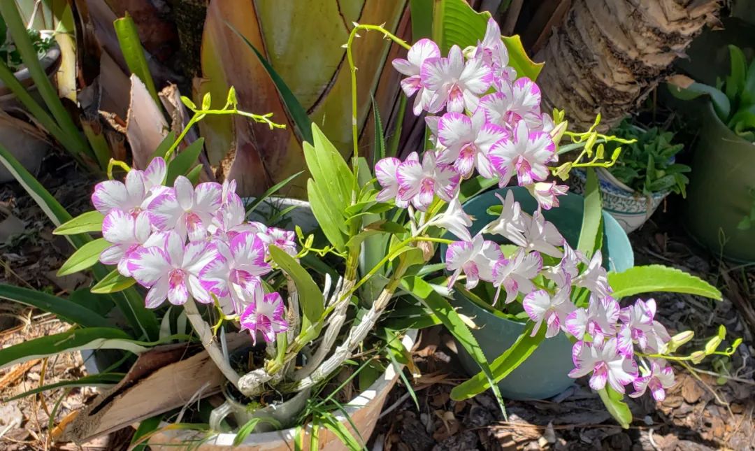 石斛兰花盛开香气四溢,石斛兰花怎么养才好看