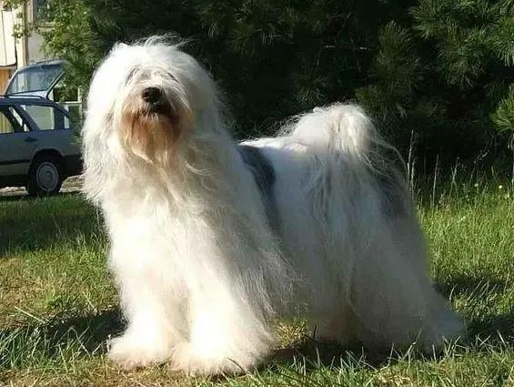 狗有哪些犬种,中国狗犬种排名