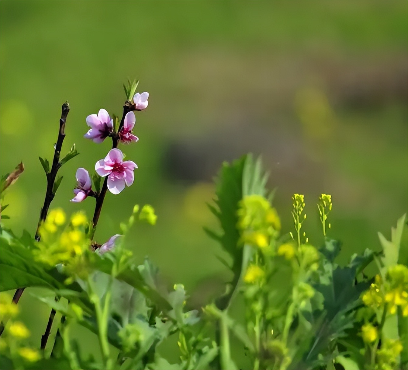 描写春末初夏的古诗词,初夏风光的诗句有哪些