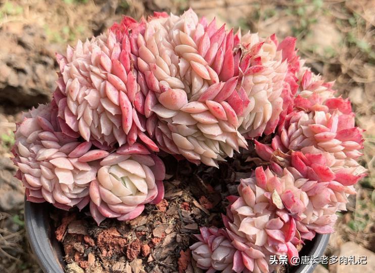 冰梅贝瑞多肉好度夏吗,多肉贝瑞好养还是冰梅好养