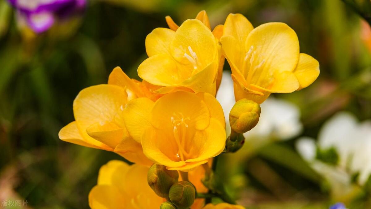 香雪兰在几月份种植最好,香雪兰几月种植最合适