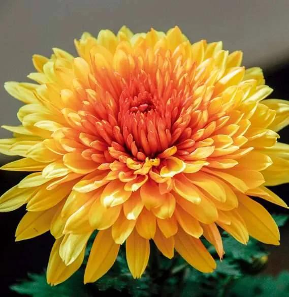 清雅花卉园艺景观,意境清雅的花草