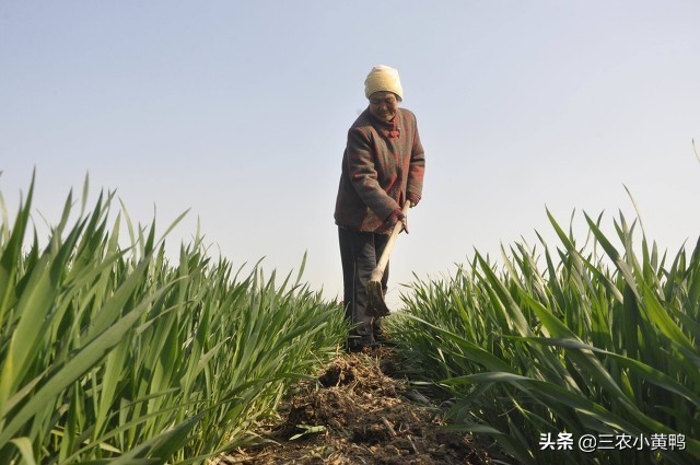 今天十一月初一,俗语“穷人莫着急,只看冬月三个一”,啥意思?