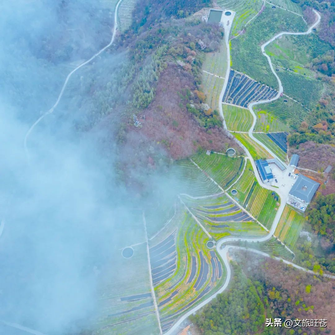 旺苍六大茶乡,个个香飘万里!看看你最熟悉哪几个?